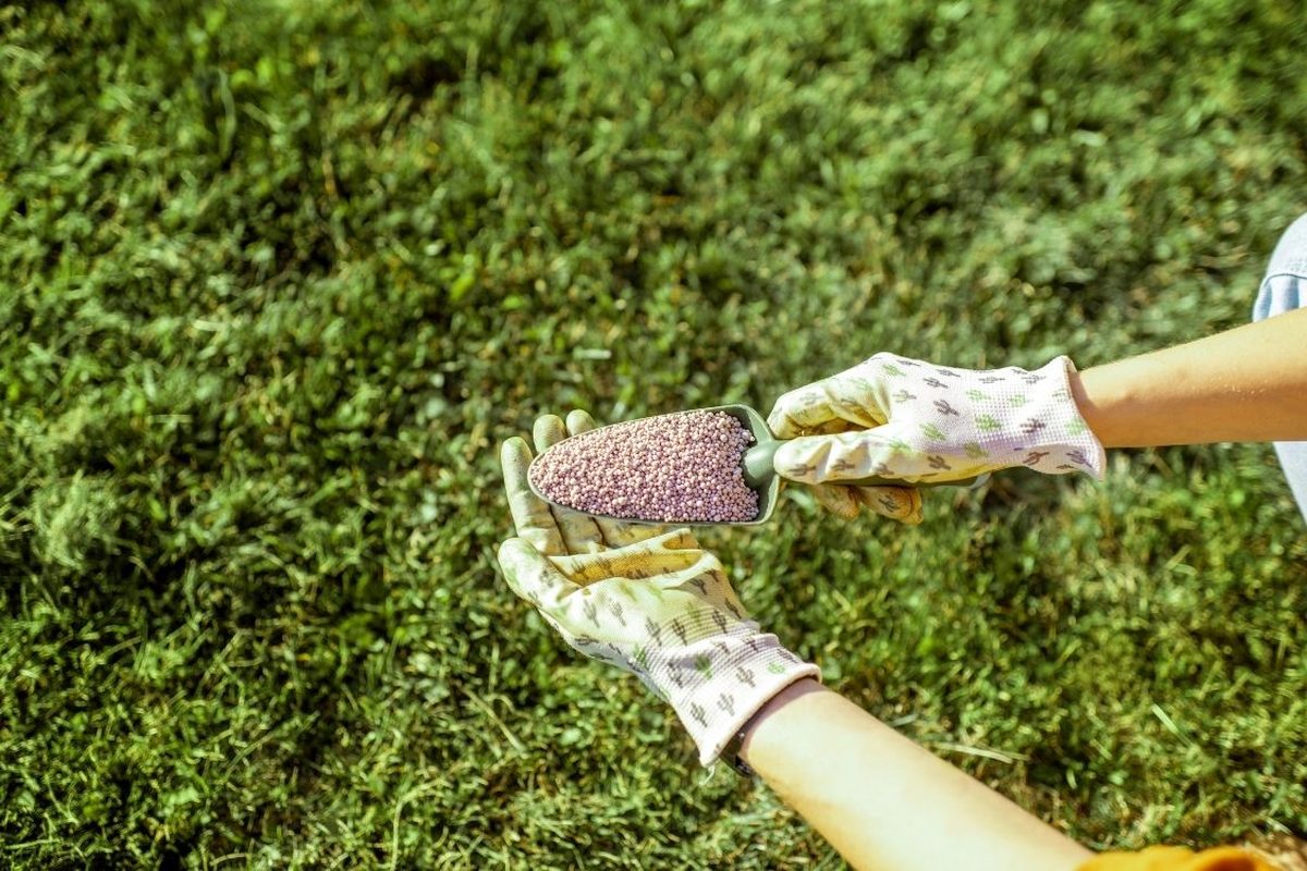 Gazonmest wordt met een handschoen uit een emmer gestrooid