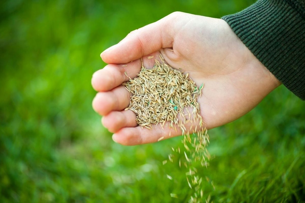 Hand strooit graszaad over een bestaand gazon