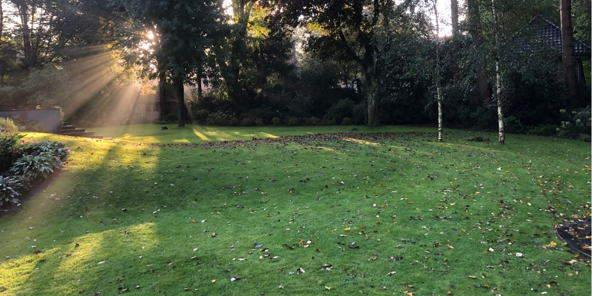 Gazon met bomen en een helling, gemaaid op 5 cm