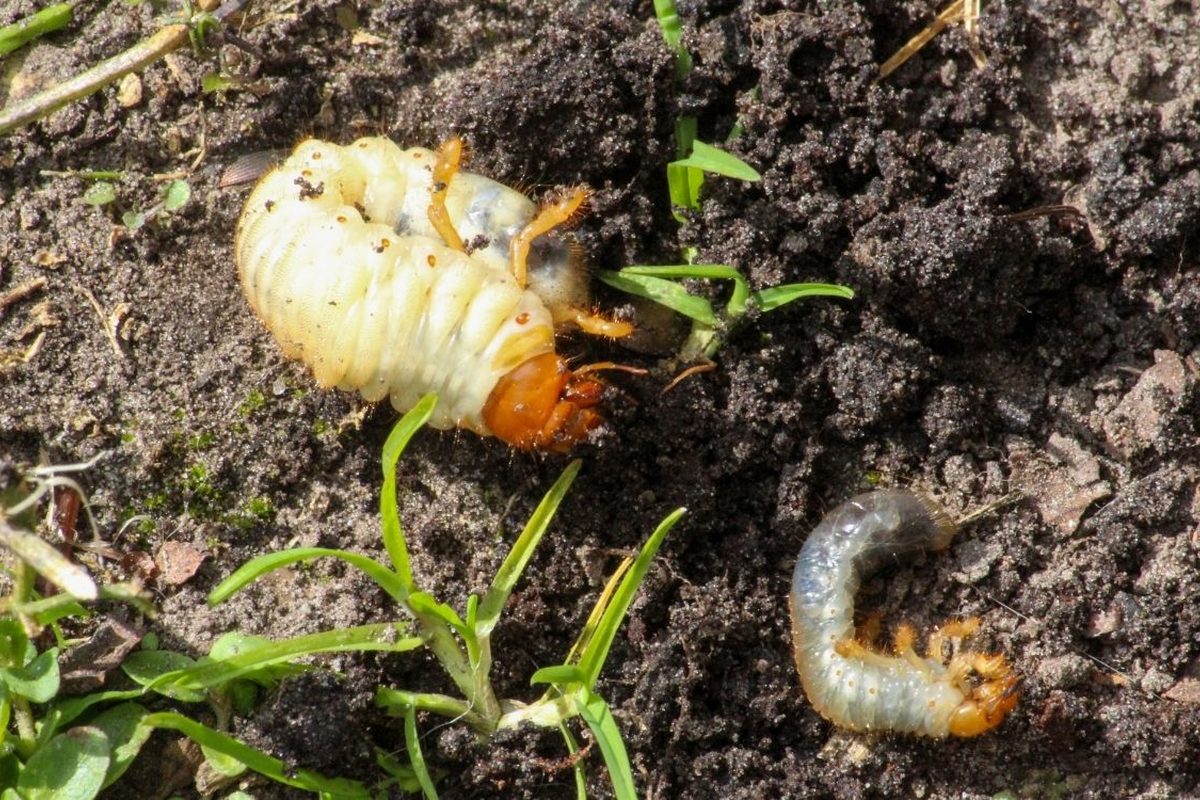 Engerling in omgewoelde grond naast grassprieten