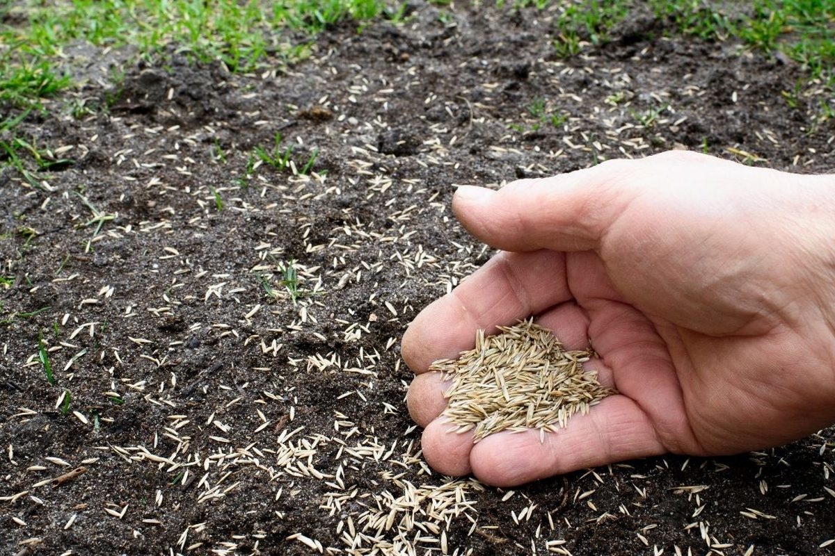 Graszaad in een hand boven losse, donkere grond