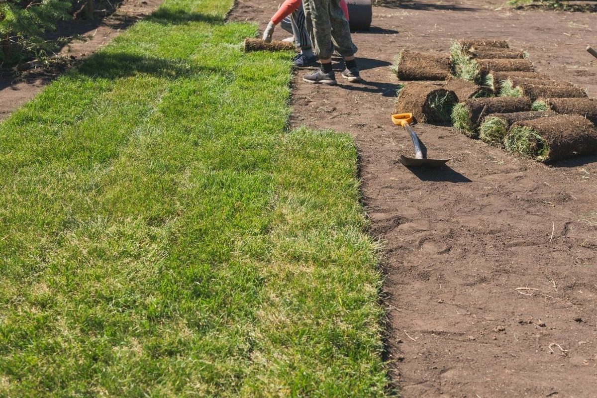 Nieuwe graszoden worden uitgerold op geprepareerde grond