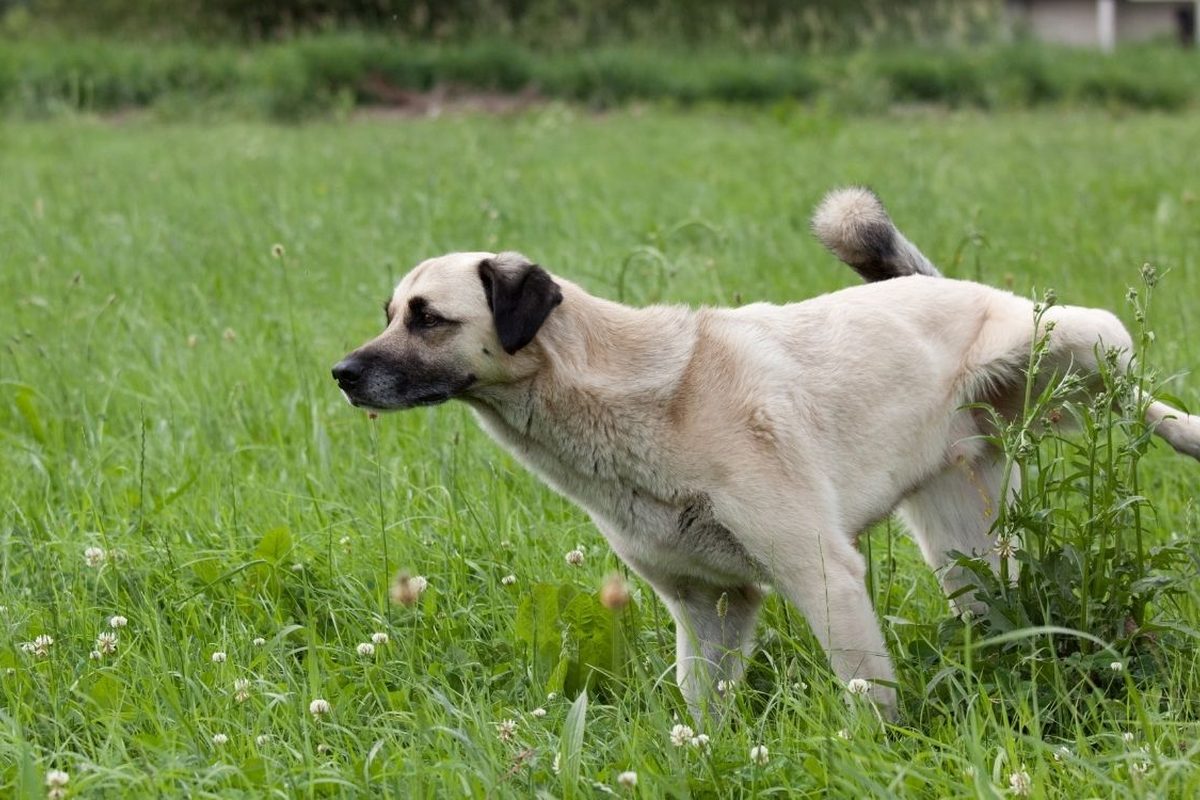 Hond loopt over een gazon