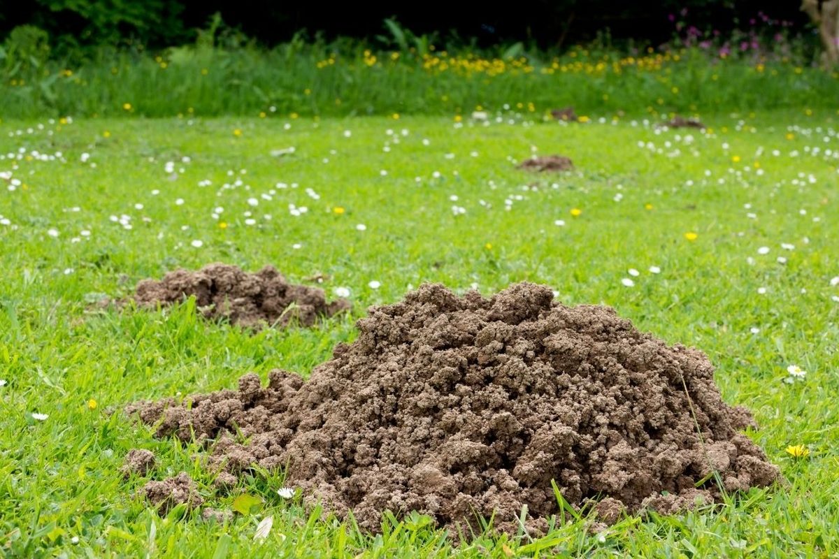 Verse molshoop in een gazon met madeliefjes