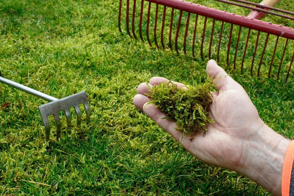 Mos tussen de grassprieten, met een hark en een hand vol los mos