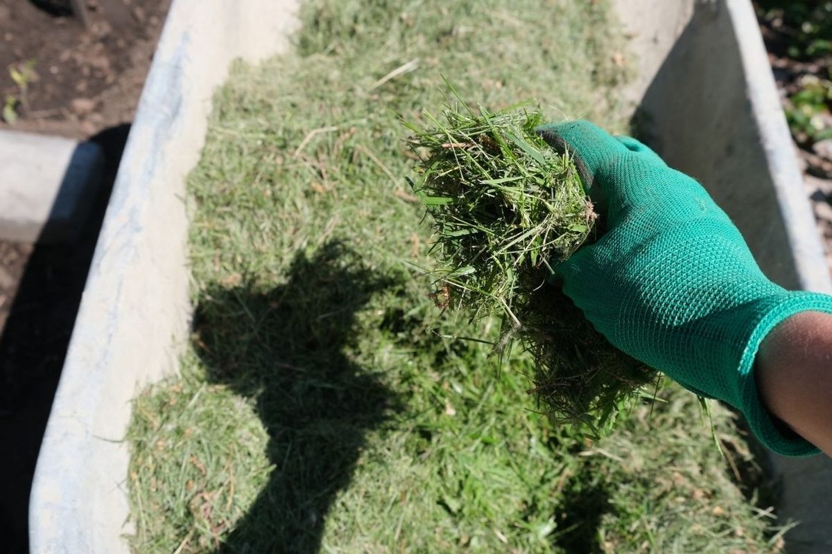 Hand met tuinhandschoen pakt vers maaisel uit een kruiwagen