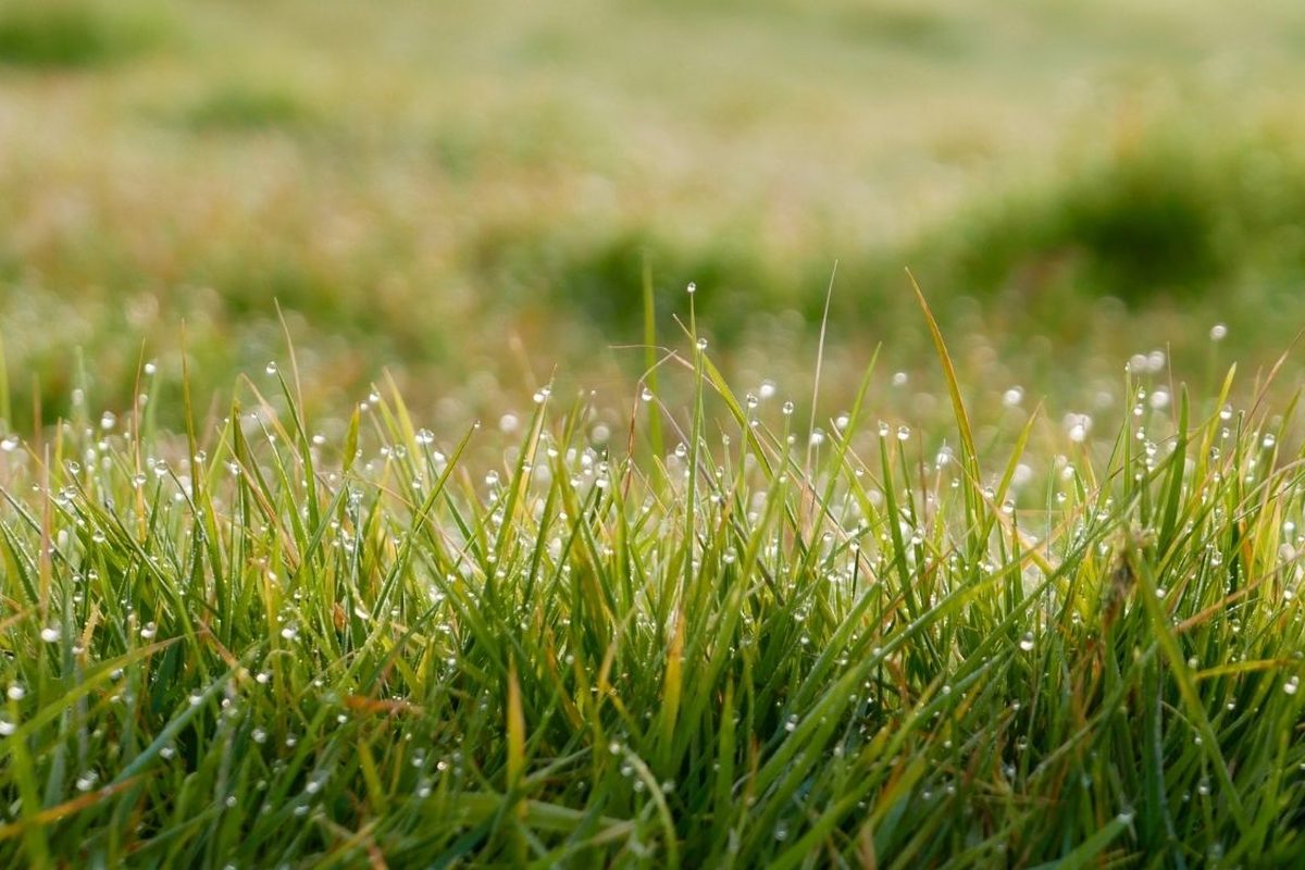 Gras met dauw in de vroege ochtend