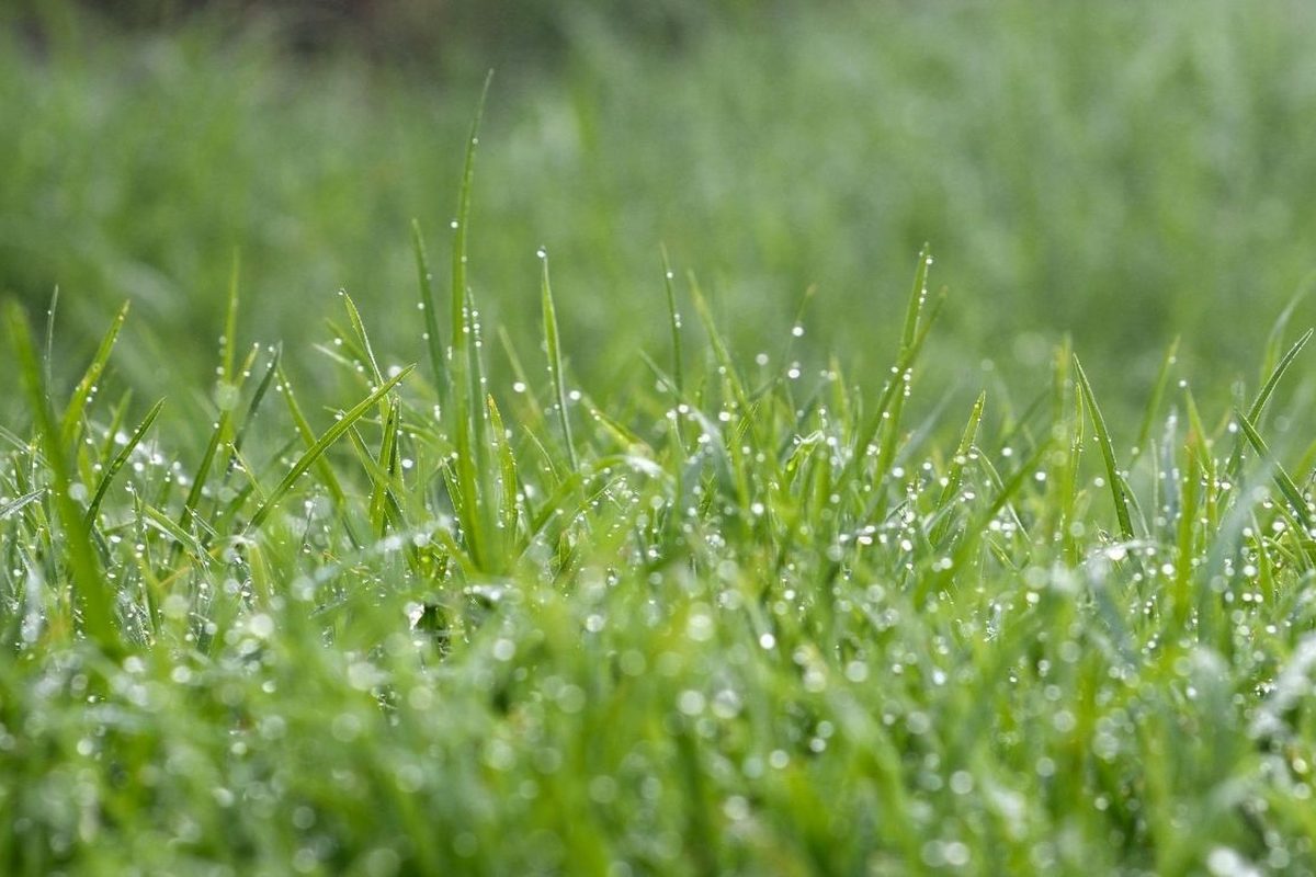 Natte grassprieten met druppels