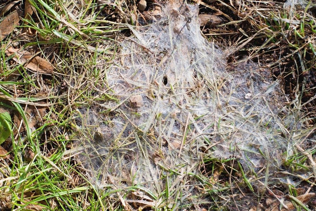 Wit-roze schimmelpluis tussen vaalbruine grassprieten