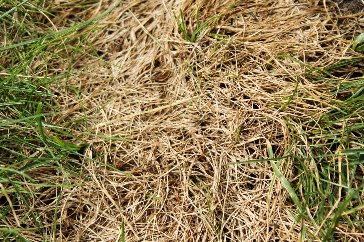 Dikke laag strogeel dood gras tussen groene sprieten