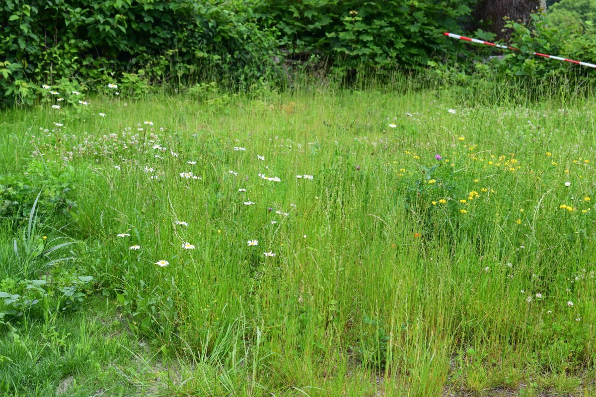 Grof gras en onkruid tussen fijner gras