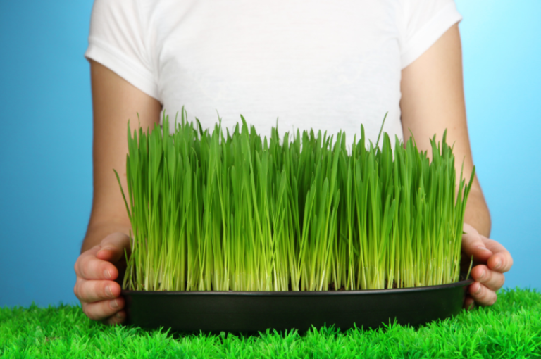 Hoe snel groeit gras? - Ooit gras zien groeien, check video!