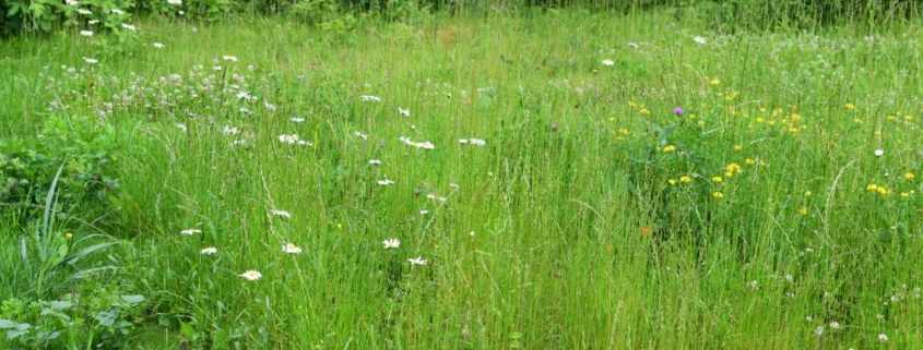 Wild gras in je gazon